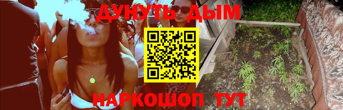 Конопля гибрид Ступино